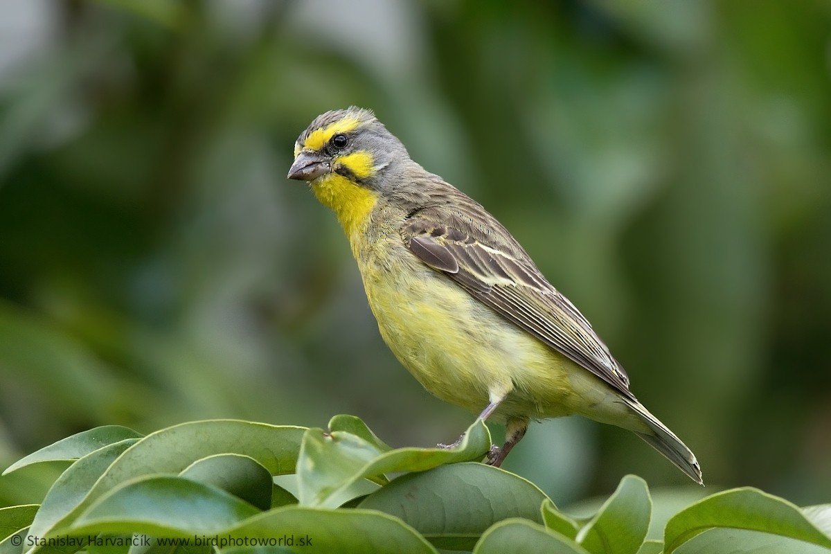 Yellow-fronted Canary - ML498398391