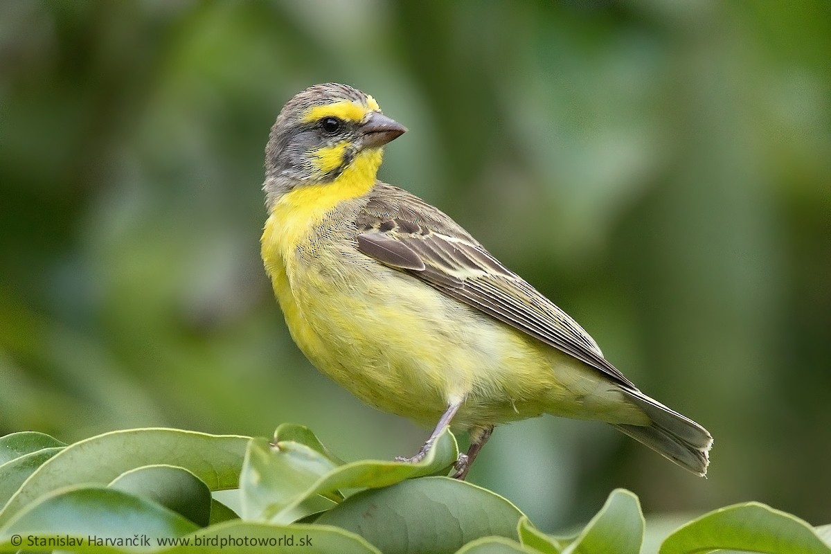 Yellow-fronted Canary - ML498398401