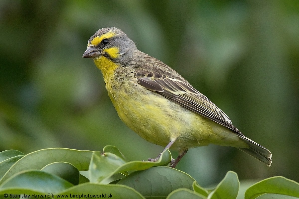 Yellow-fronted Canary - ML498398411