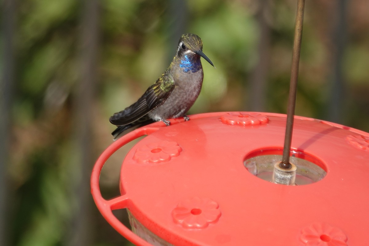kolibřík blankytohrdlý - ML498402381