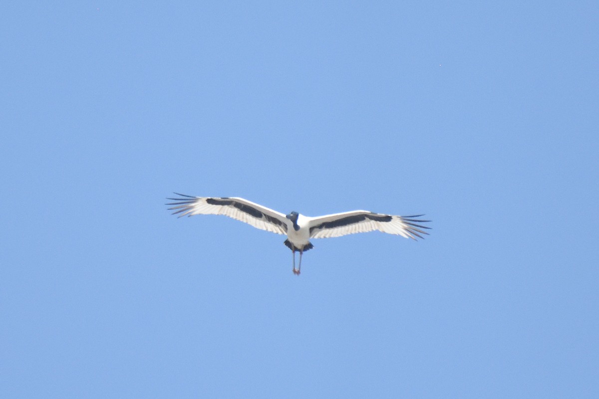 Black-necked Stork - ML498403491