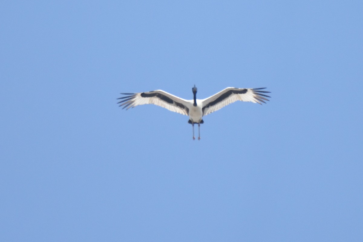 Black-necked Stork - ML498403501