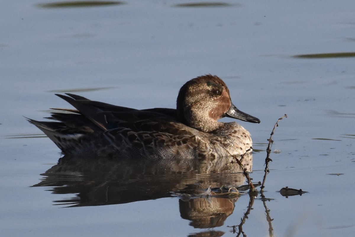 Green-winged Teal - ML498403701