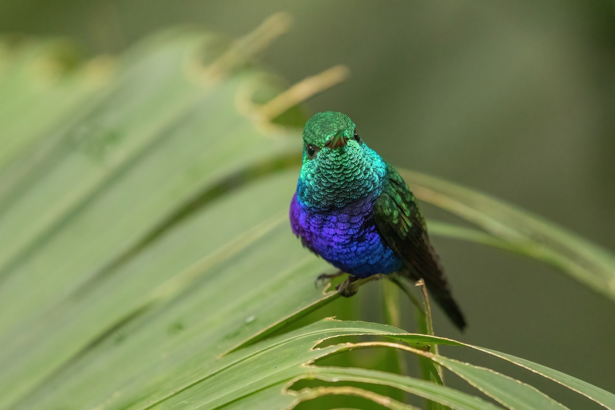 Violet-bellied Hummingbird - Sage Bylin
