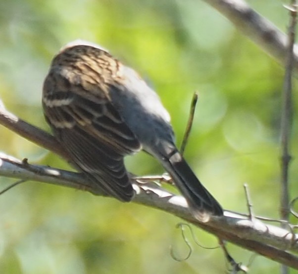 Chipping Sparrow - David Hochadel
