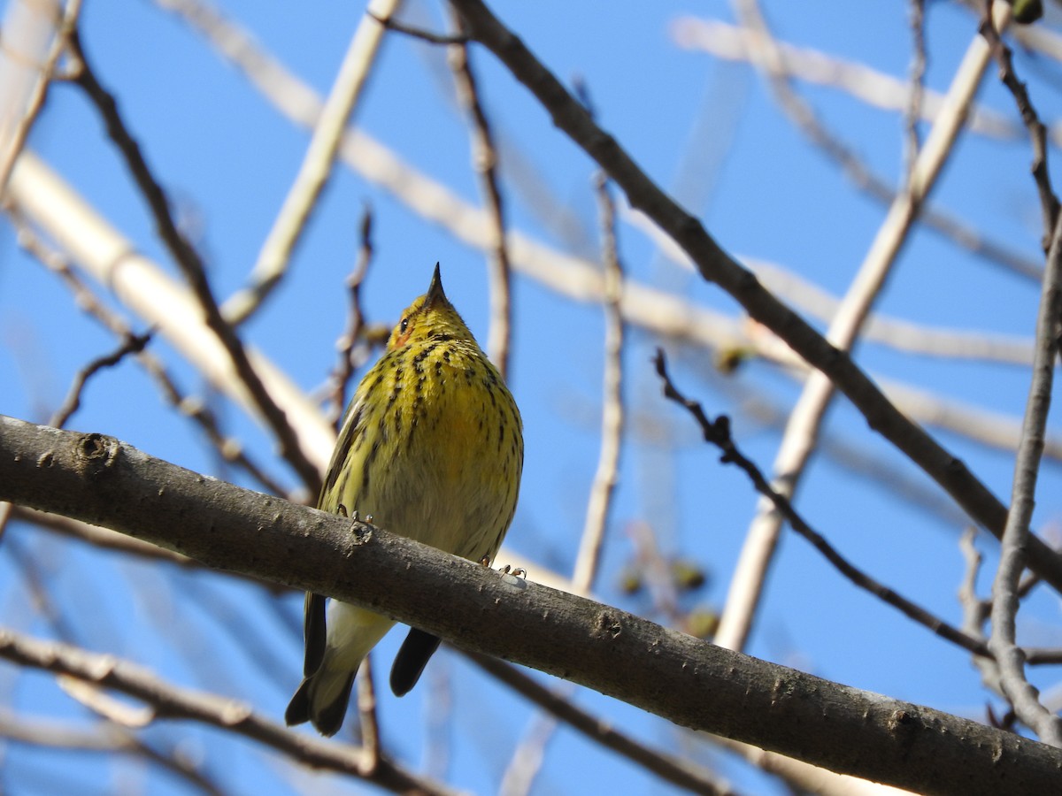 Cape May Warbler - ML49842461