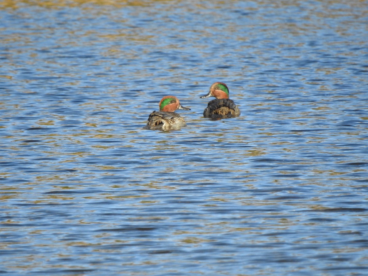 Green-winged Teal - ML498429961
