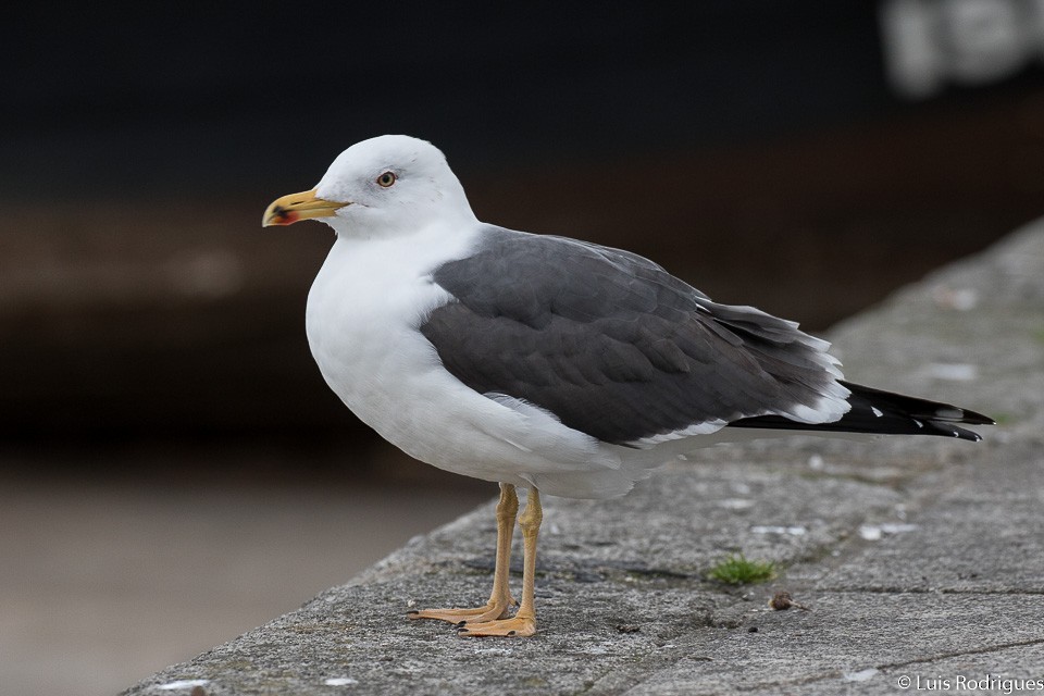 Lesser Black-backed Gull - Luis Rodrigues