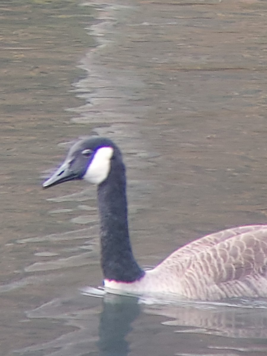 Ebird Checklist Oct Brumley Nature Preserve South