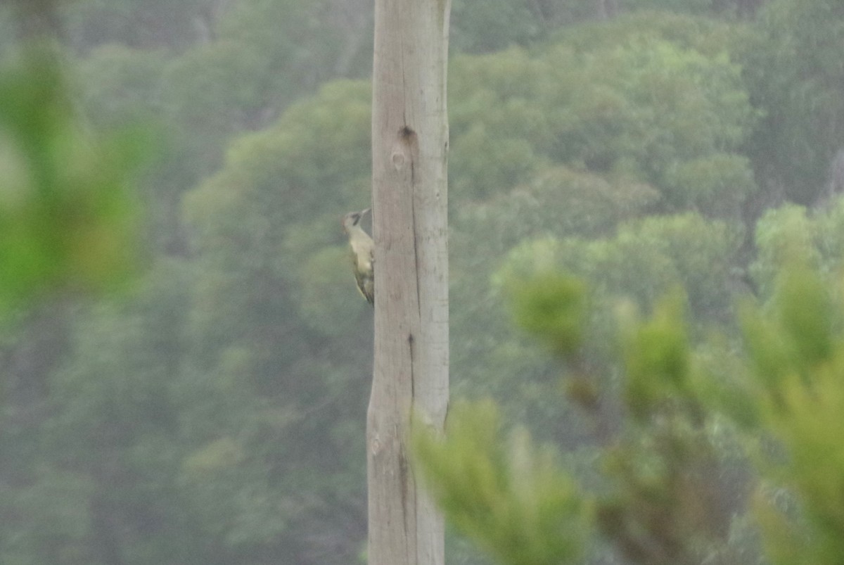 Iberian Green Woodpecker - ML498438591