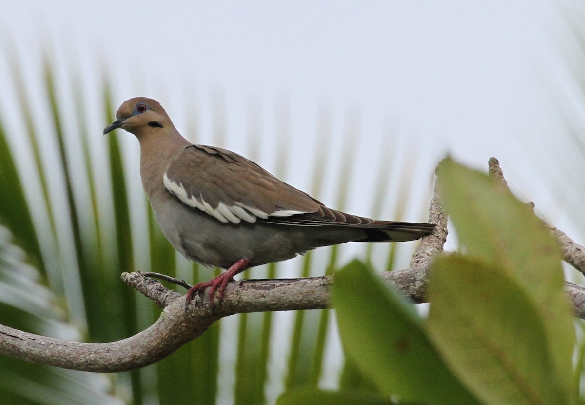 White-winged Dove - Don Coons