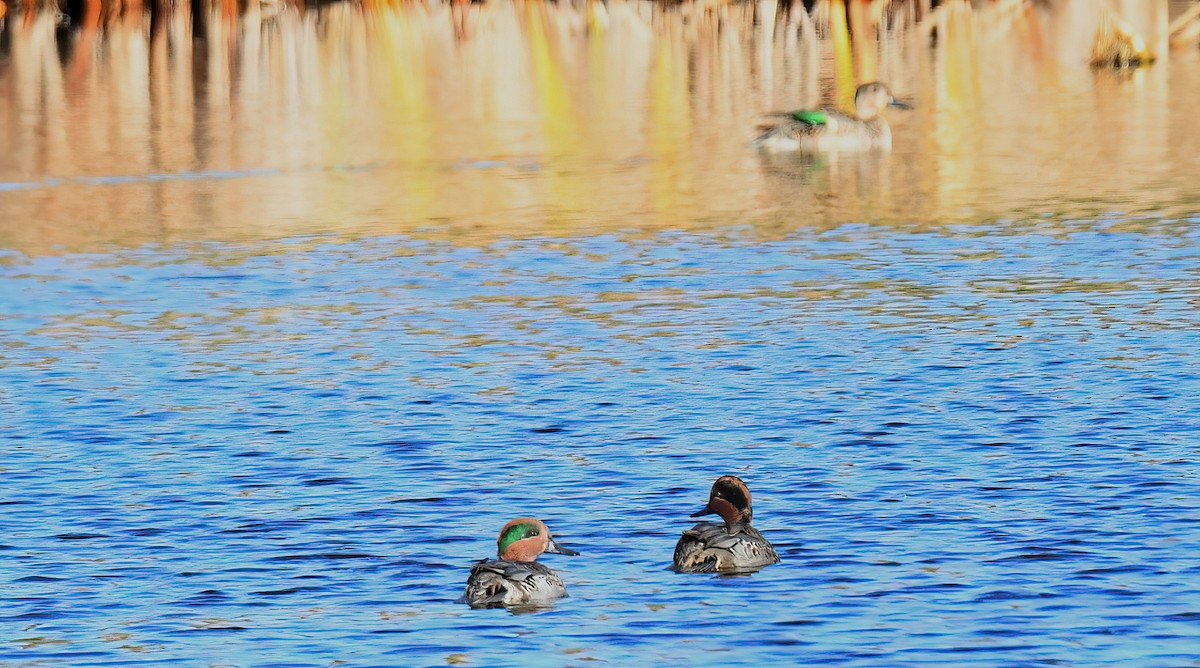 Green-winged Teal - ML498444341