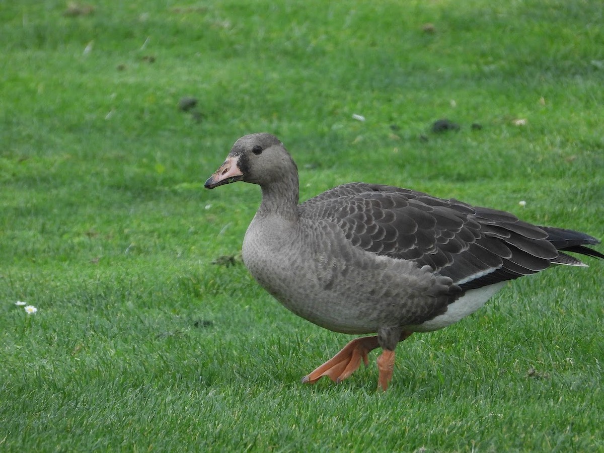 Greater White-fronted Goose - ML498450101