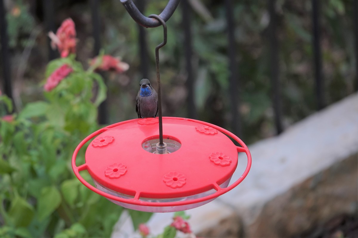 kolibřík blankytohrdlý - ML498451121