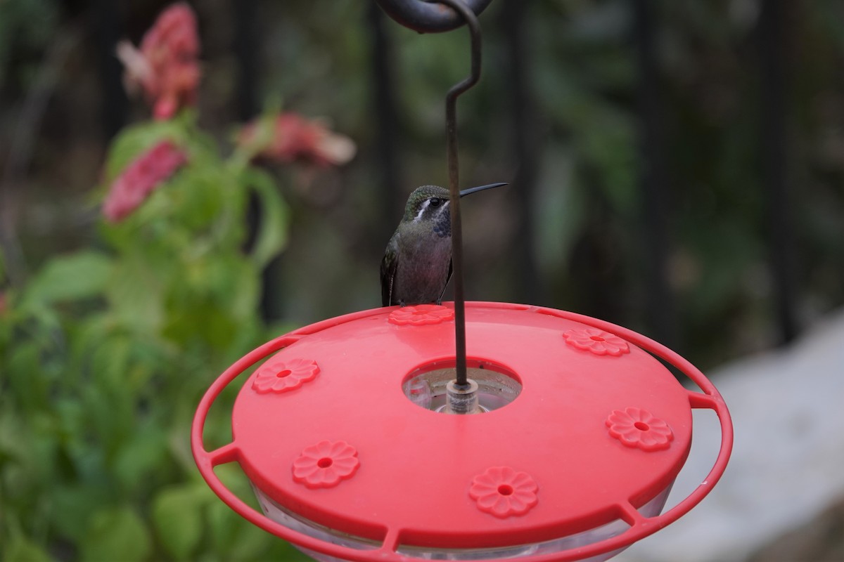 kolibřík blankytohrdlý - ML498451241