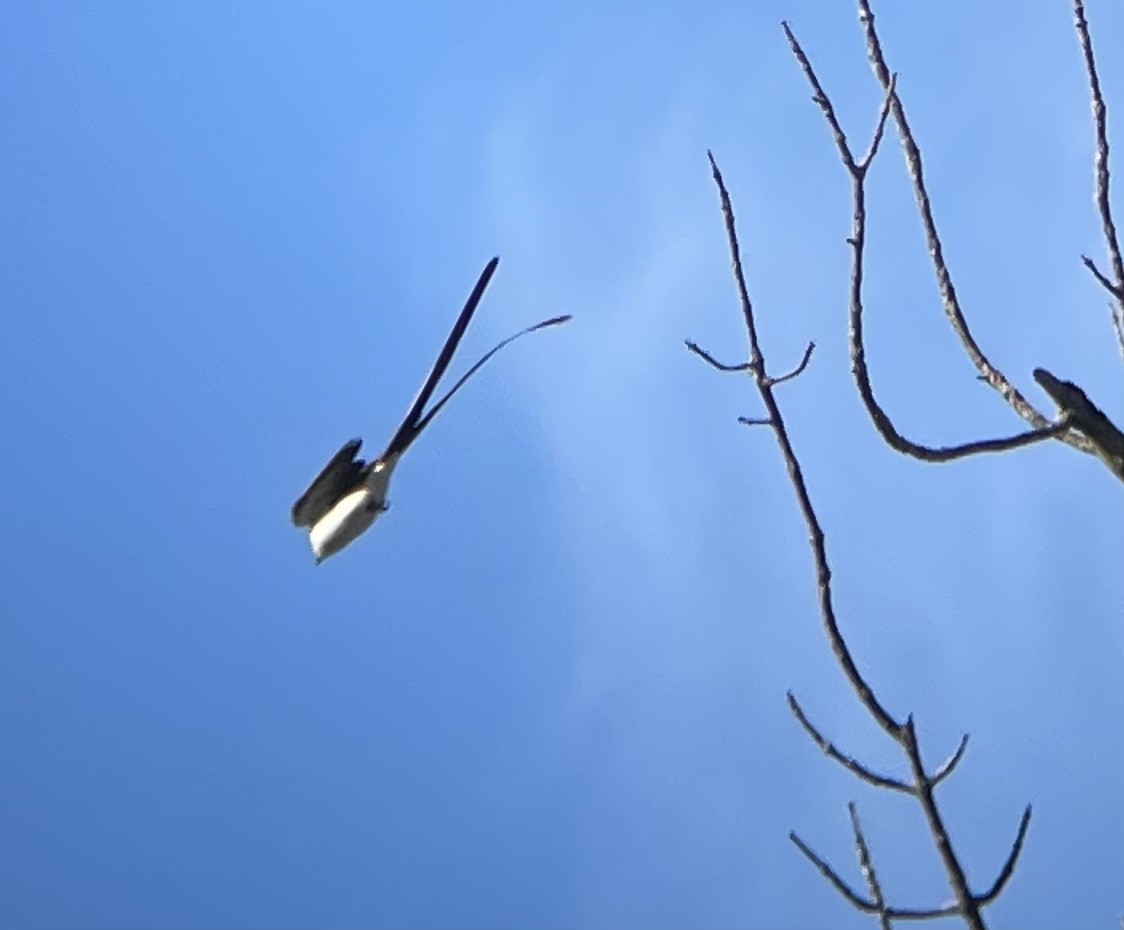Fork-tailed Flycatcher - ML498452711