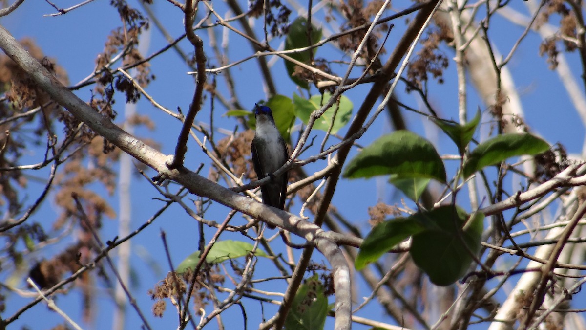 Azure-crowned Hummingbird - Aurelio Molina Hernández