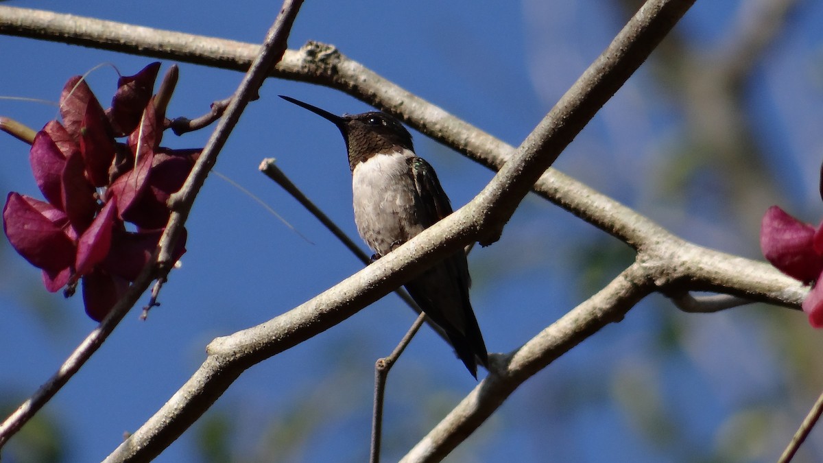 Ruby-throated Hummingbird - Aurelio Molina Hernández