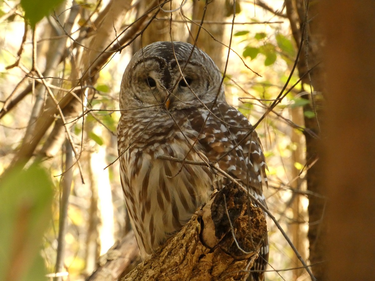 Barred Owl - ML498465061