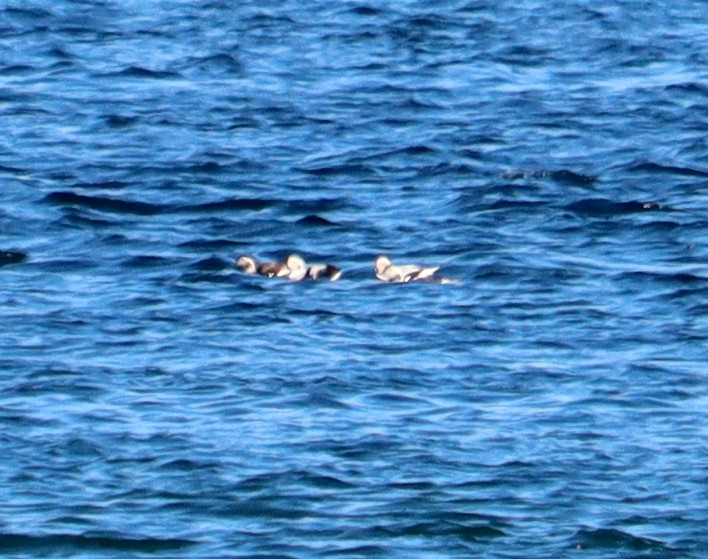 Long-tailed Duck - ML498465611