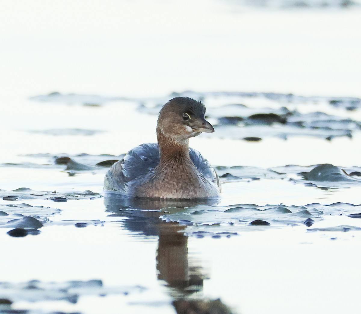 Pied-billed Grebe - Tom Younkin