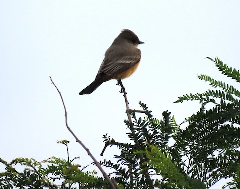 Say's Phoebe - Lena Hayashi