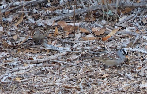 White-crowned Sparrow - Lena Hayashi