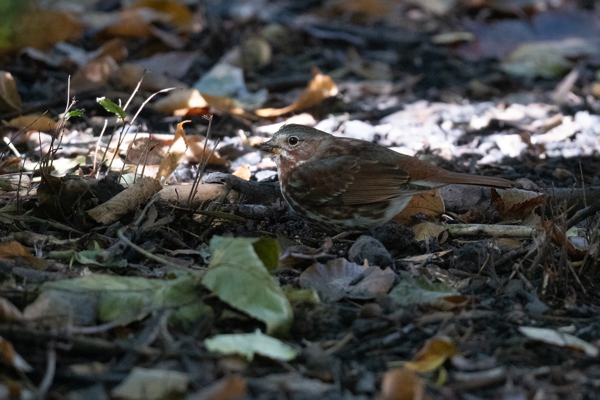 Fox Sparrow (Red) - ML498479261
