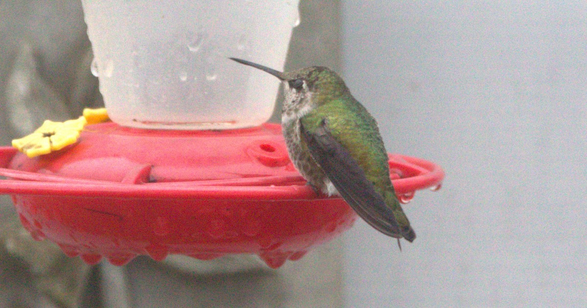 Anna's Hummingbird - ML498479661