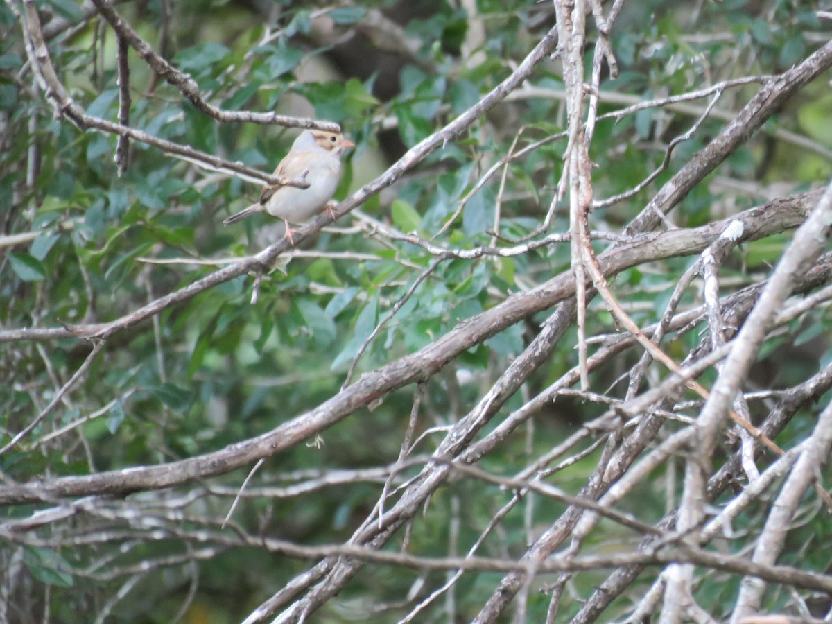 Clay-colored Sparrow - ML498481751
