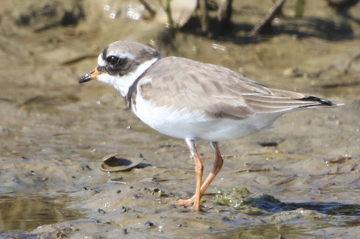 Common Ringed Plover - ML49848741