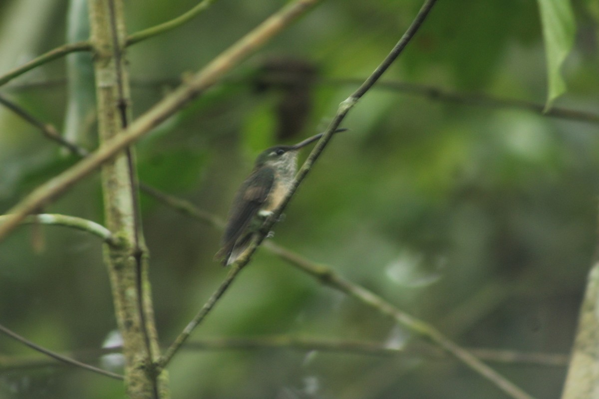 Violet-chested Hummingbird - Daniel de Jesus Garcia León