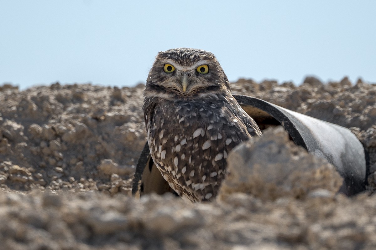 Burrowing Owl - ML498495491
