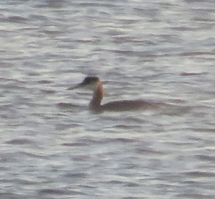 Red-necked Grebe - ML498503261