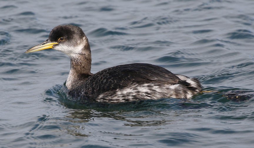 Red-necked Grebe - ML49850401