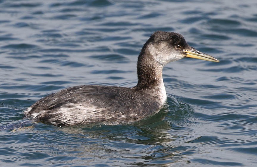 Red-necked Grebe - ML49850411
