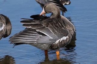 Greater White-fronted Goose, ML498505881