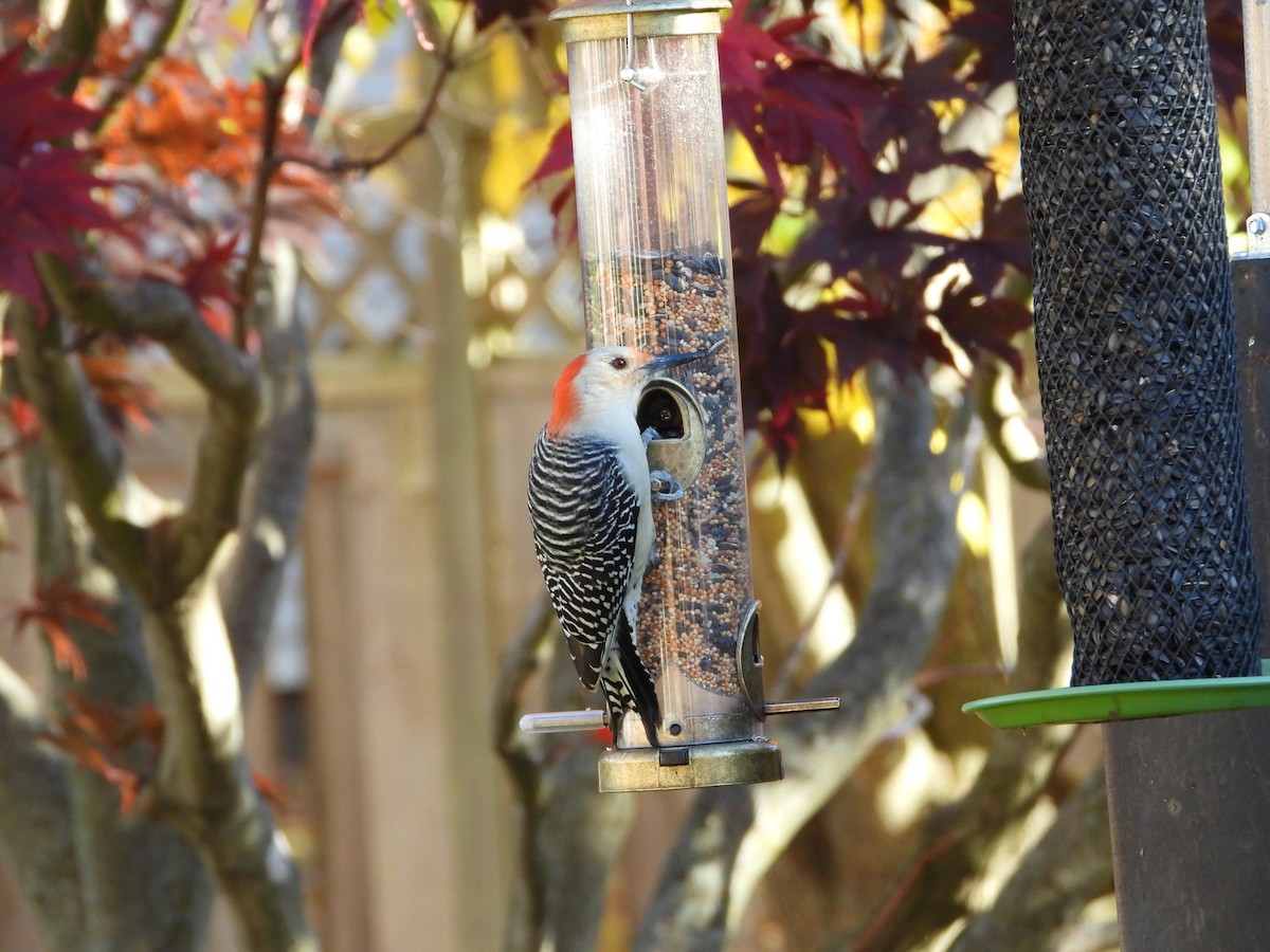 Red-bellied Woodpecker - ML498505891