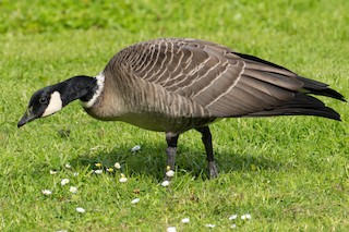 Cackling Goose (Aleutian), ML498505931