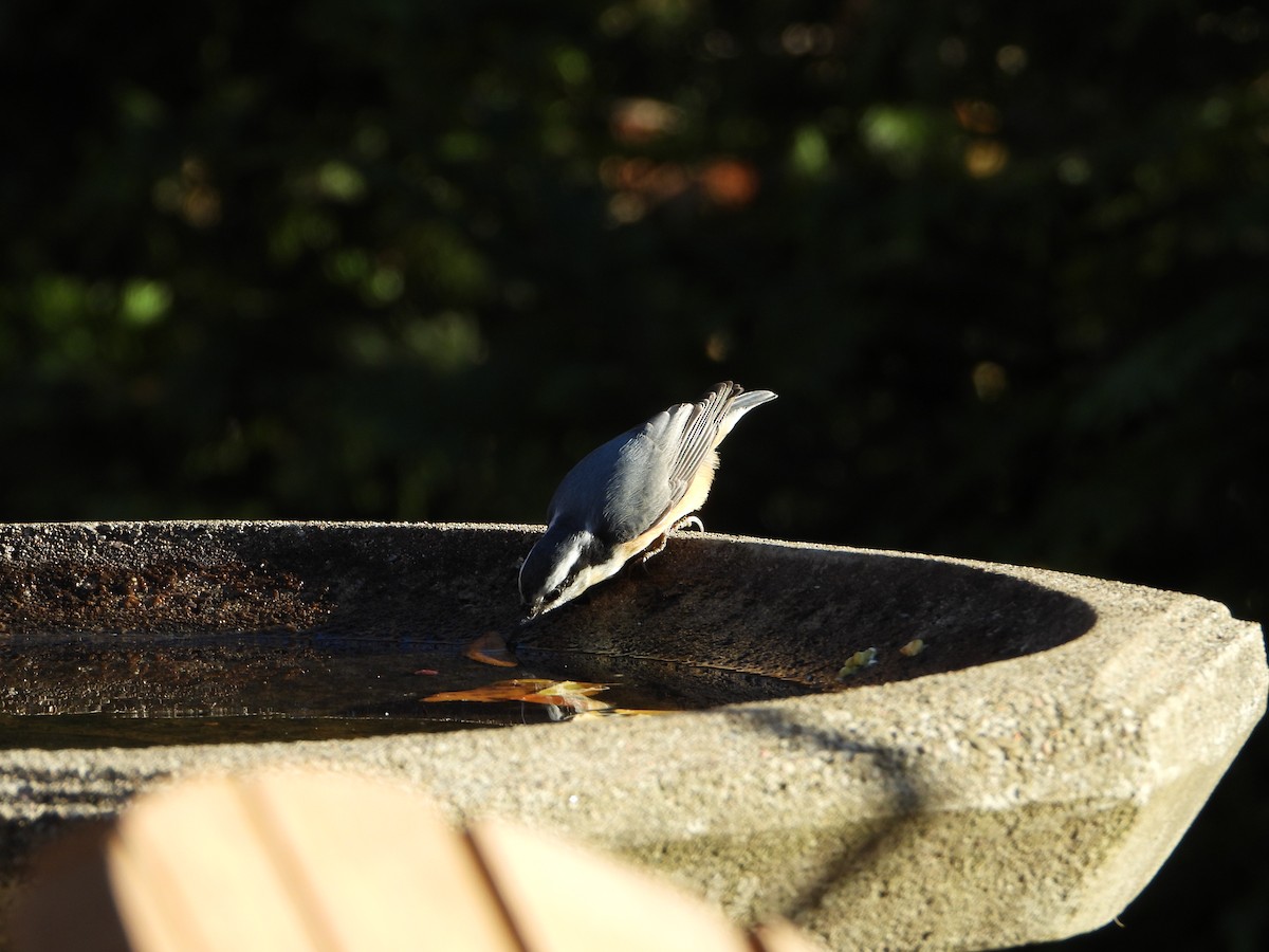 Red-breasted Nuthatch - ML498506221