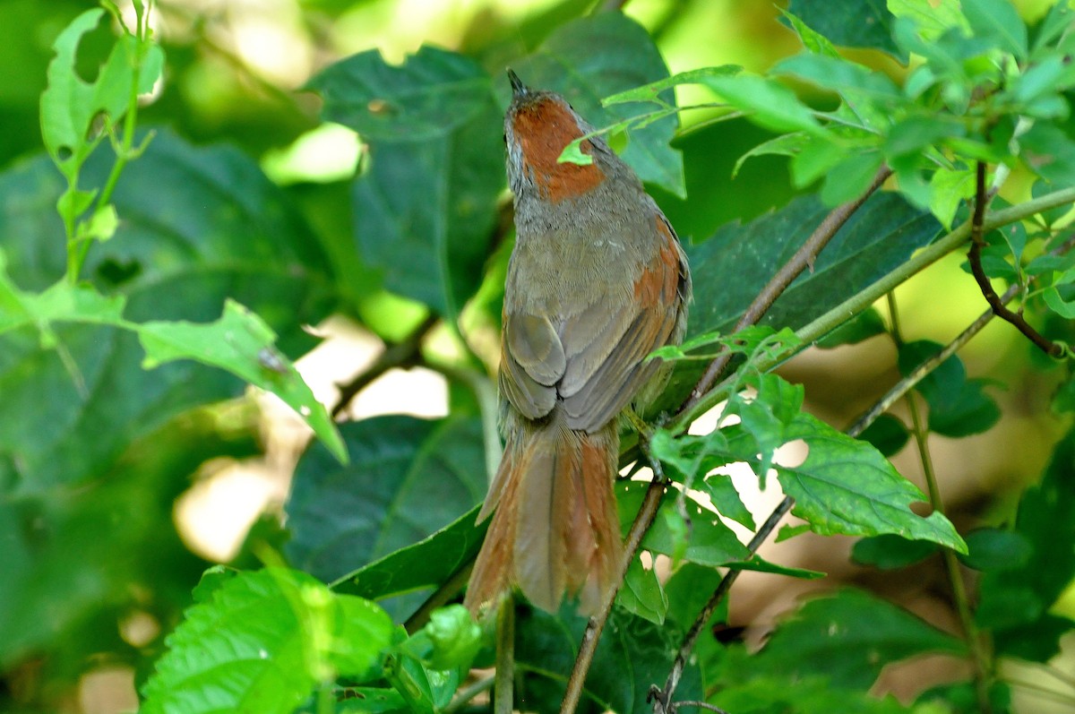 Sooty-fronted Spinetail - Fermin Zorrilla