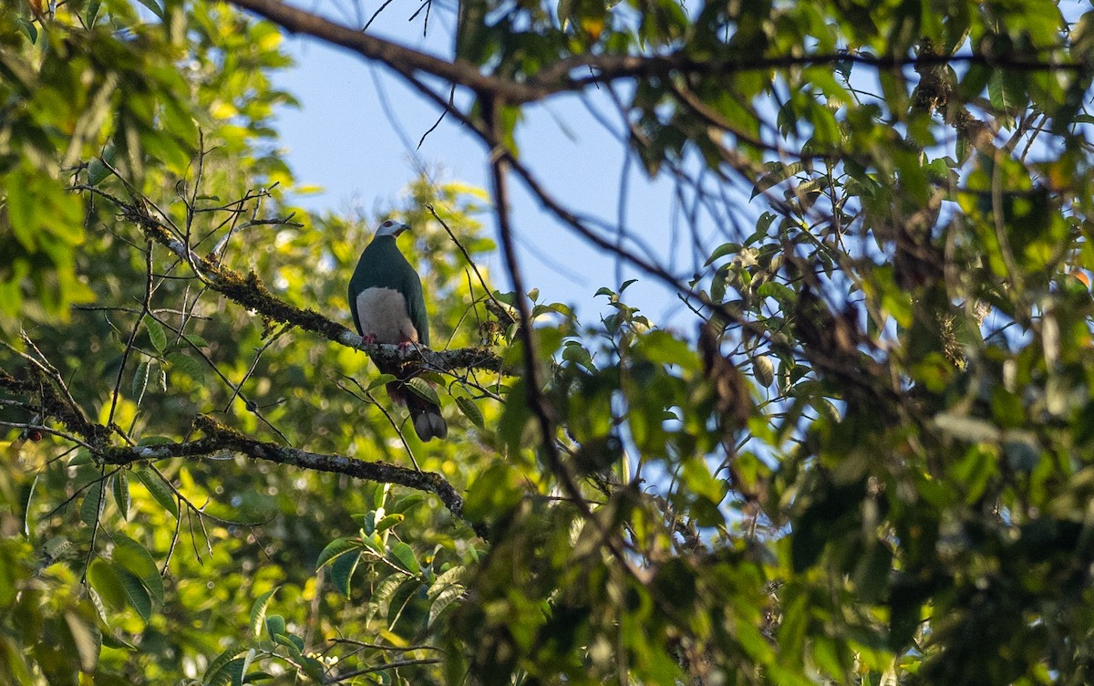 Pink-bellied Imperial-Pigeon - Forest Botial-Jarvis