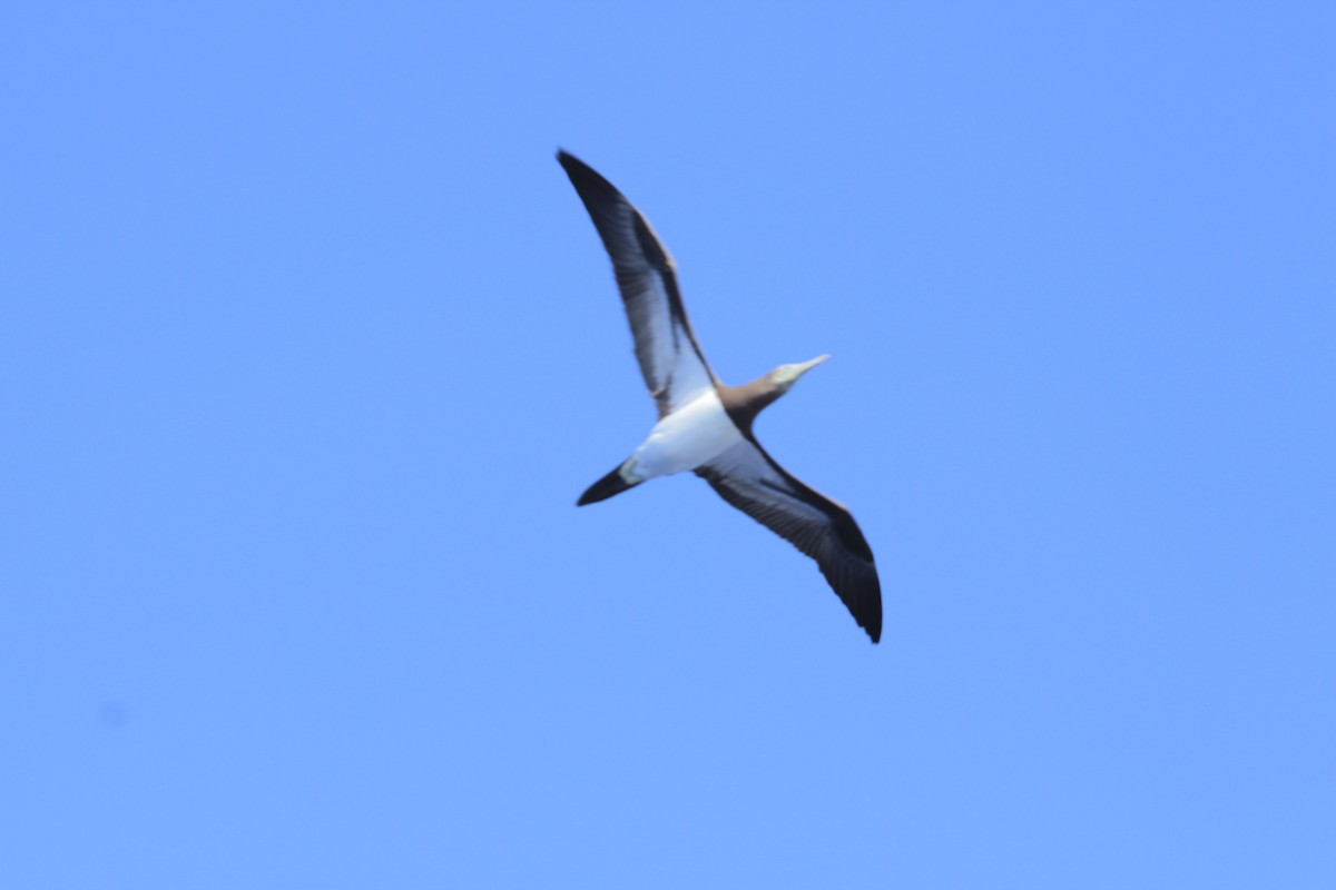 Brown Booby - ML498516881