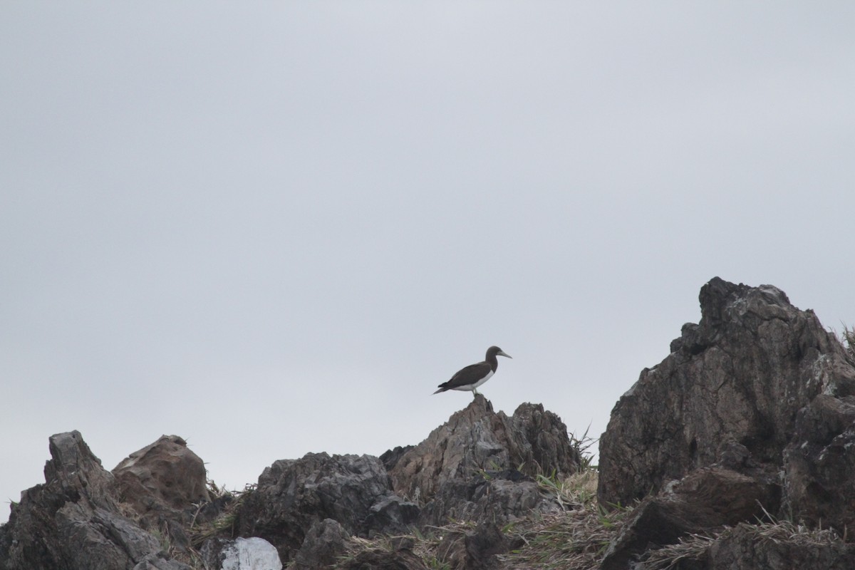 Brown Booby - ML498521001