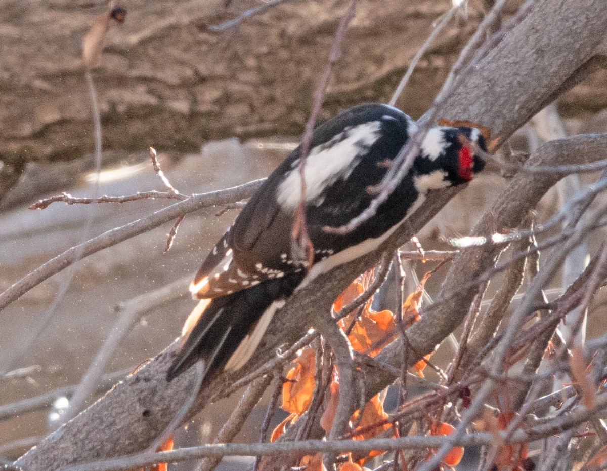 Hairy Woodpecker (Rocky Mts.) - ML498523591