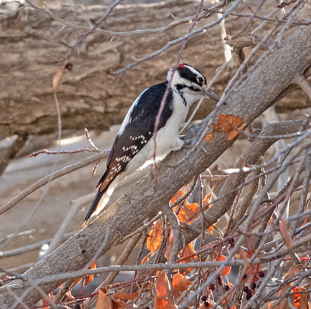 Hairy Woodpecker (Rocky Mts.) - ML498523611