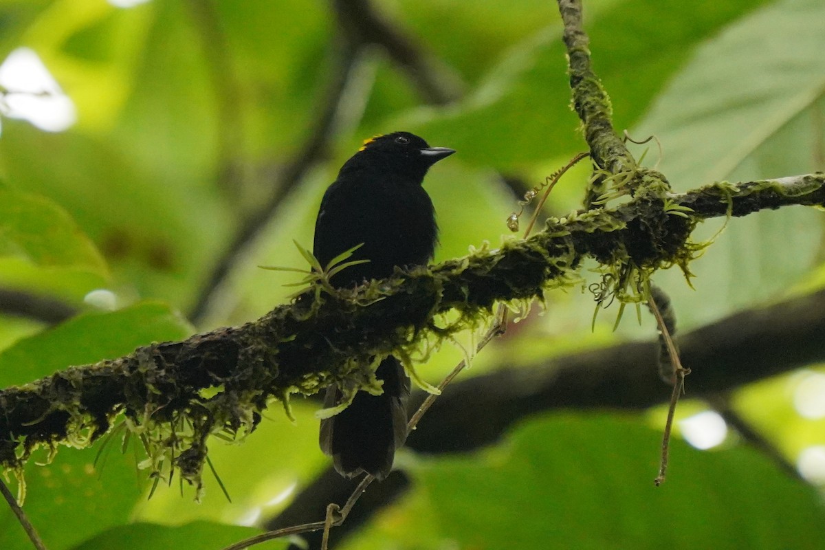 Tawny-crested Tanager - ML498524431