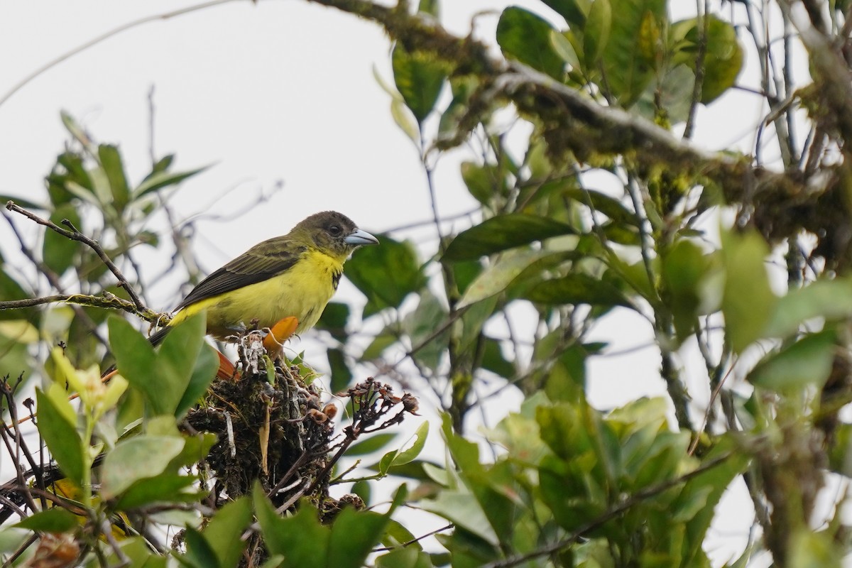 Flame-rumped Tanager - ML498524491