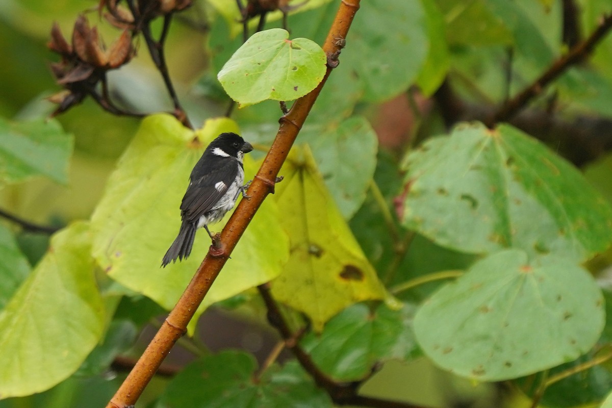 Variable Seedeater - ML498525061