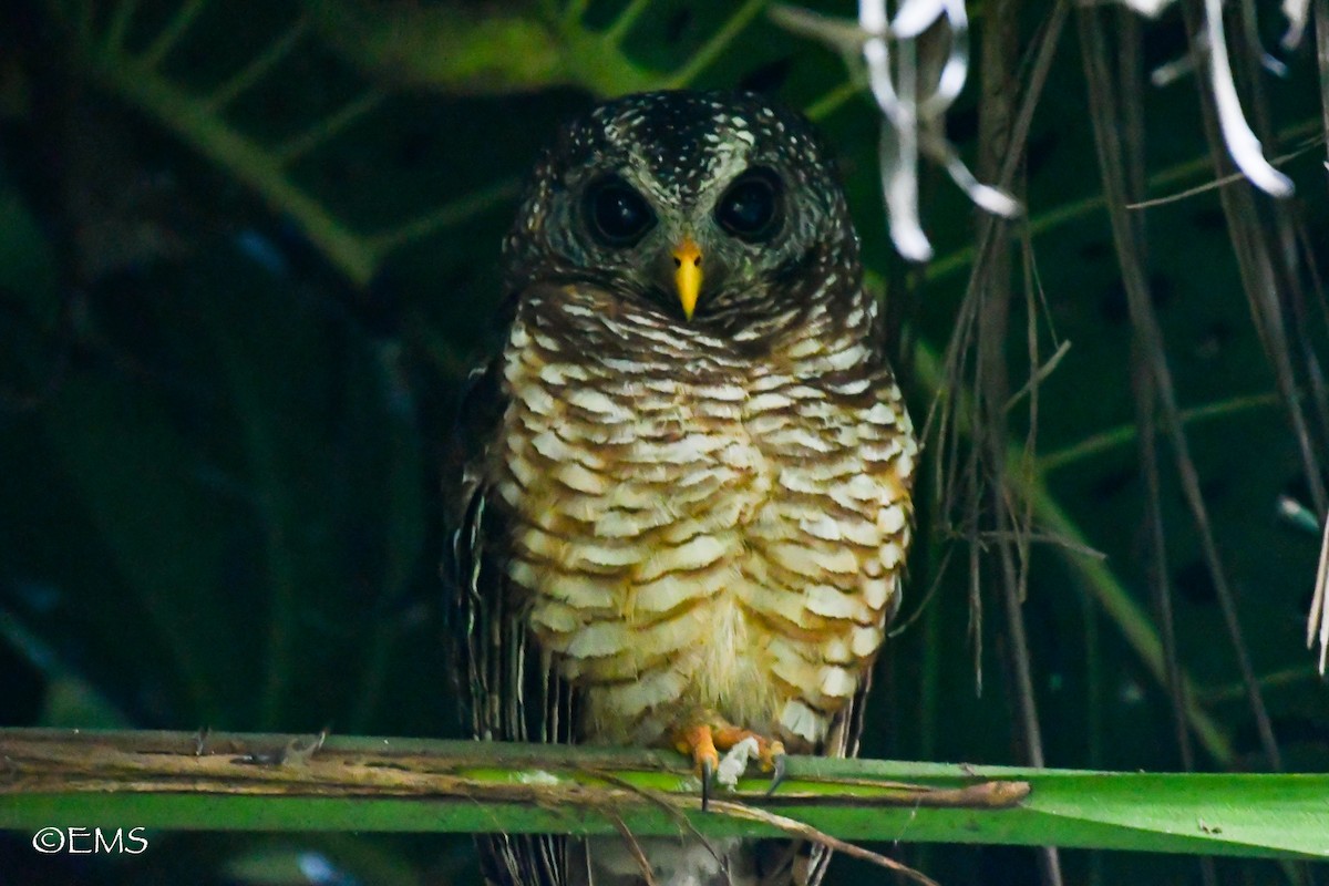 African Wood-Owl - Erin Sandle